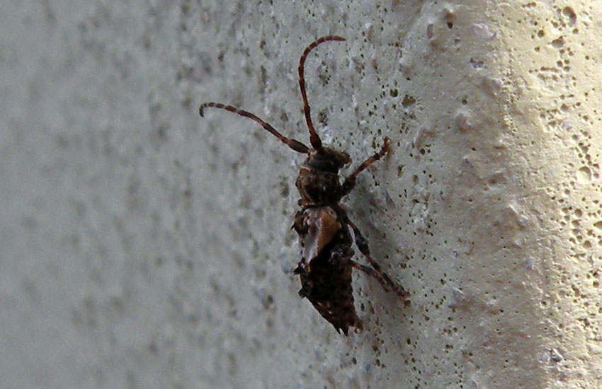 identificazione: Pogonocherus hispidus